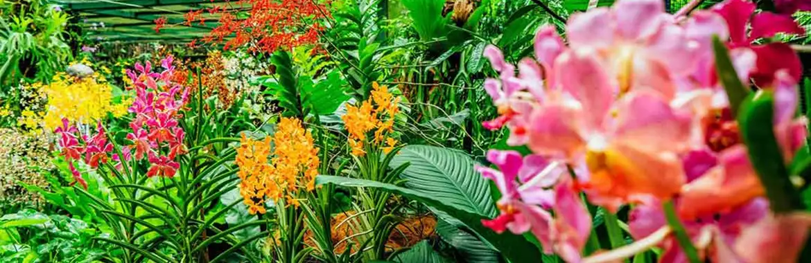 باغ گل ارکیده بانگ سای تایلند