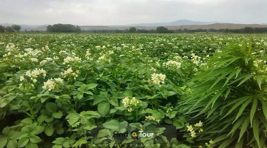 روستای قلعه جوق روستای قلعه جوق