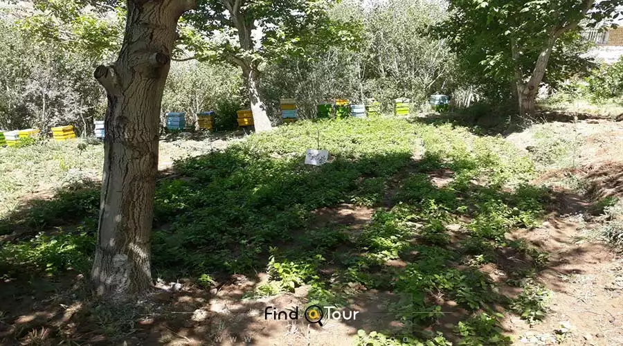 روستای قاضی خانی در شهرستان بهار روستای قاضی خانی در شهرستان بهار
