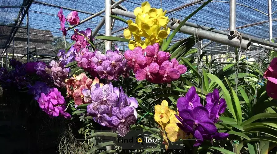 Bang Sai Orchid Garden thailand