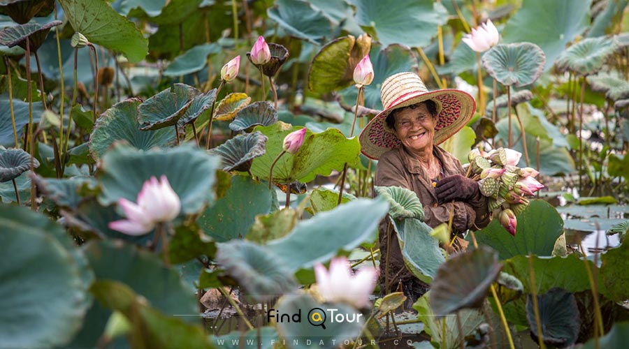 زن تایلندی در حال جمع آوری گل نیلوفر آبی