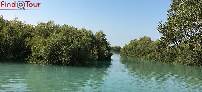 گیاه با آب شور