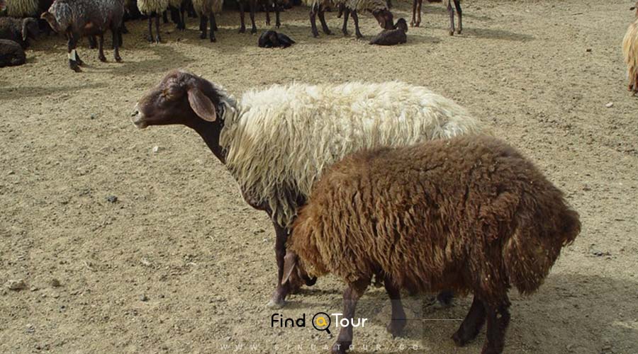 گوسفند نژاد مهربان روستای اکنلو همدان
