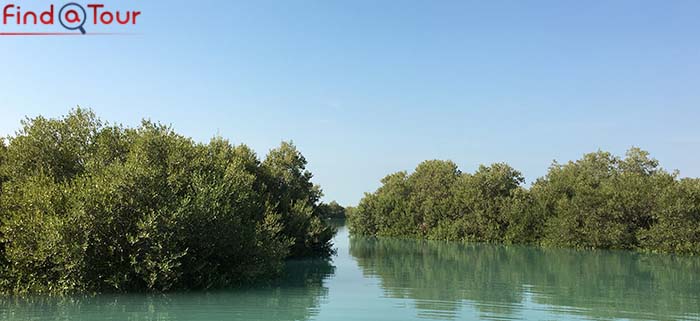 درختان آب شور