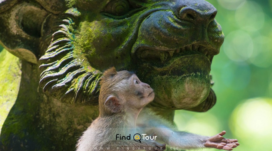 پناهگاه جنگل میمون مقدس بالی  Sacred Monkey Forest Sanctuary