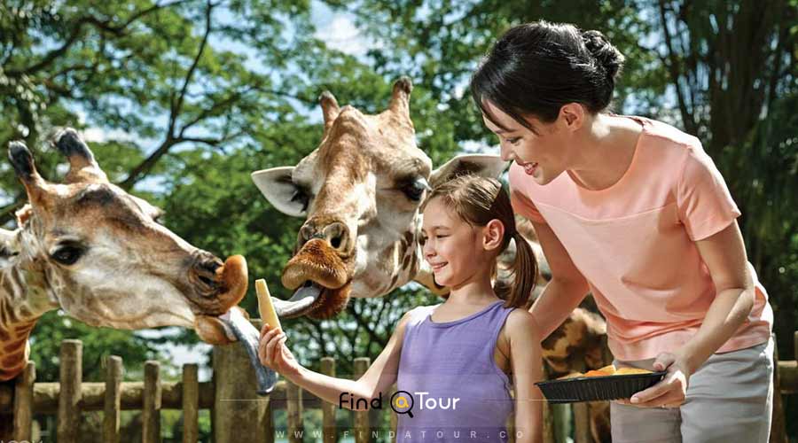 باغ وحش محبوب در آبگیر مرکزی سنگاپور