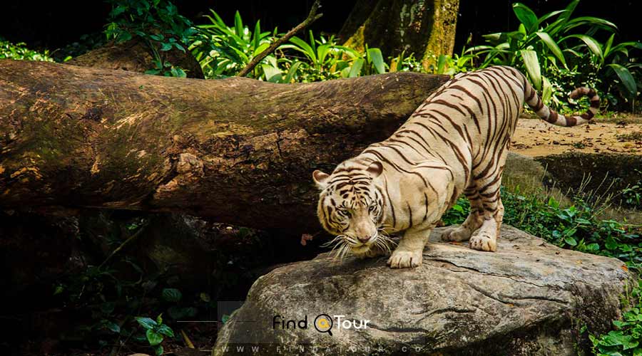 اطلاعات بازدید از باغ وحش سنگاپور