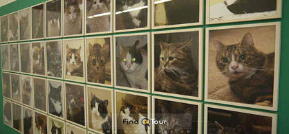 گربه های موزه ارمتیاژ
