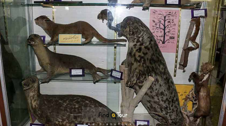 بازدید از موزه تاریخ طبیعی ارومیه