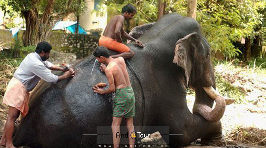 اسپا برای فیل ها در هند