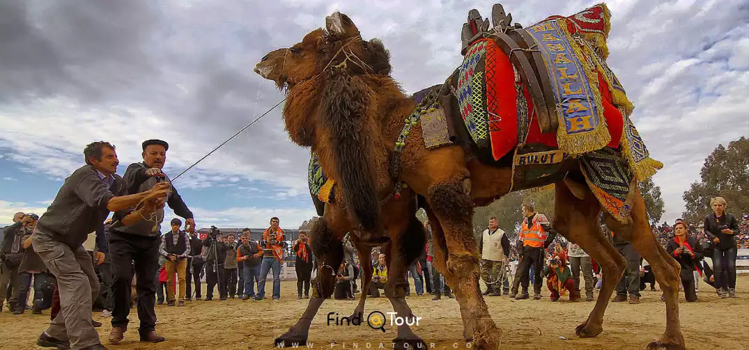 جشنواره کشتی شتران