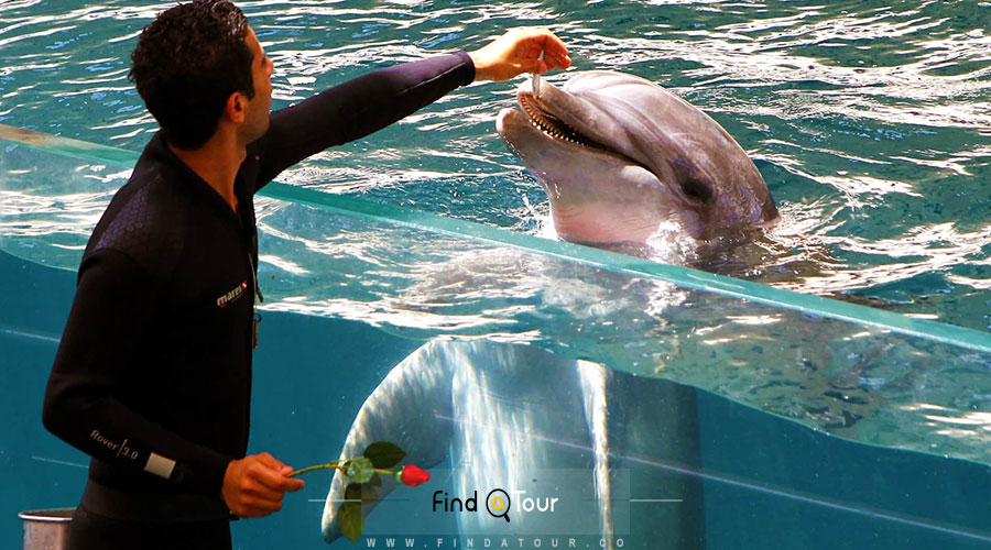 برنامه بازدید از پارک دلفین های کیش