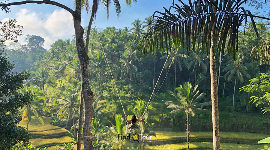 تاب بازی در بالی