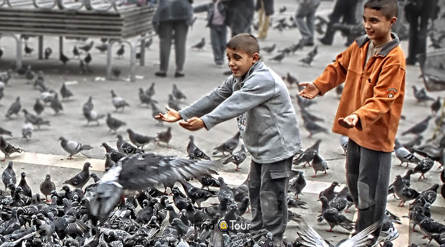 ونیز غذا دادن یه کبوترهای خیابانی