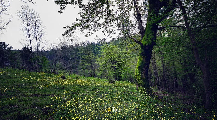 جنگل سراوان قزوین