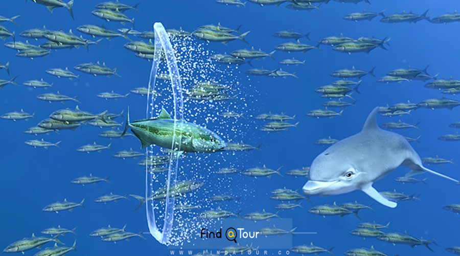 دلفین های 3 بعدی شهربازی اسفانبول