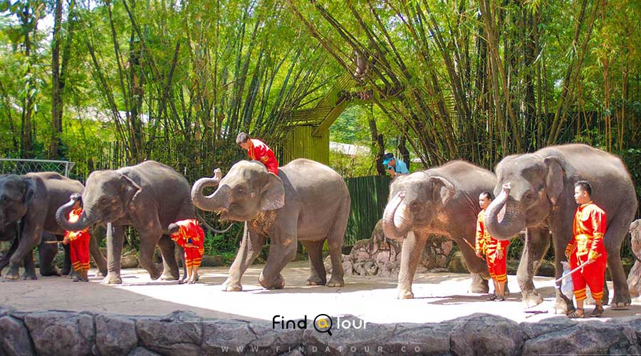 باغ وحش و فیل وسواری بانکوک تایلند