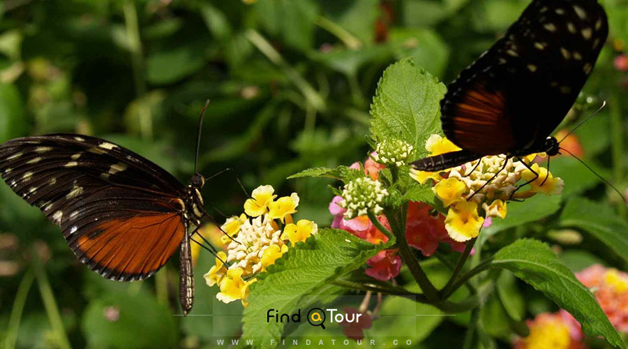 مزرعه پروانه درکامرون هایلند منطقه برینچانگ کوالالامپور