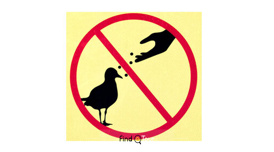 به پرندگان غذا ندهید