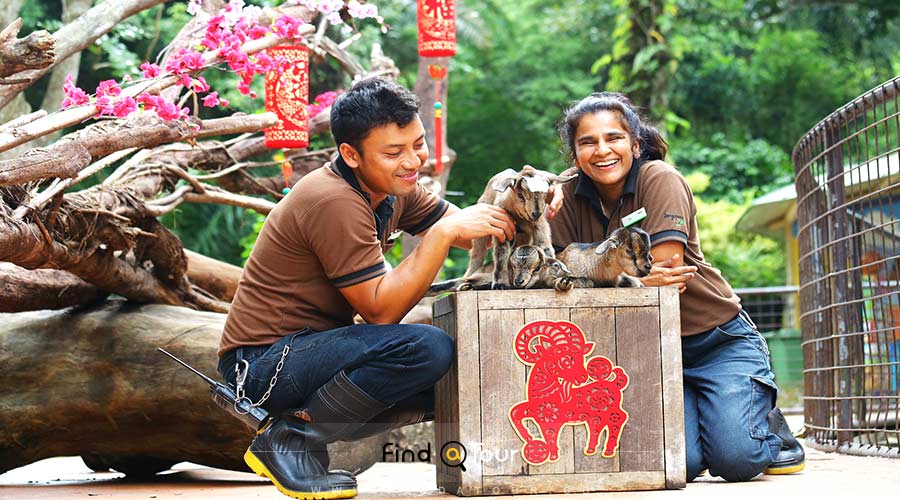 گردش خصوصی در باغ وحش سنگاپور