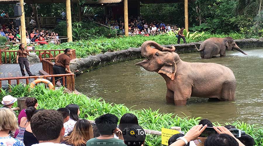 نمایش در باغ وحش سنگاپور