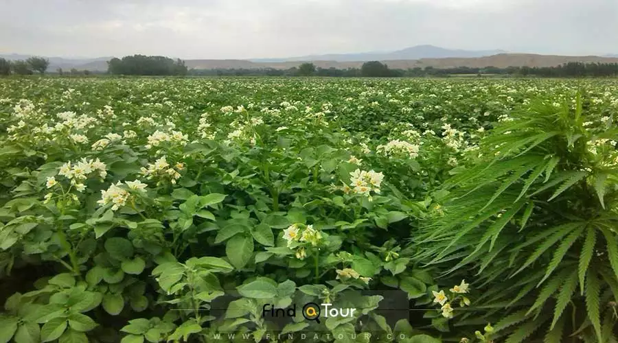 روستای قلعه جوق