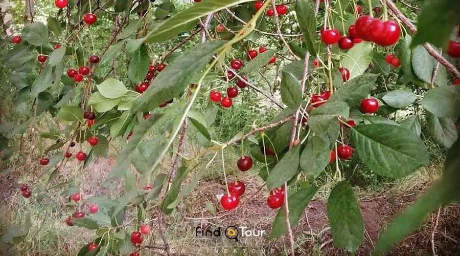 آلبالو همدان