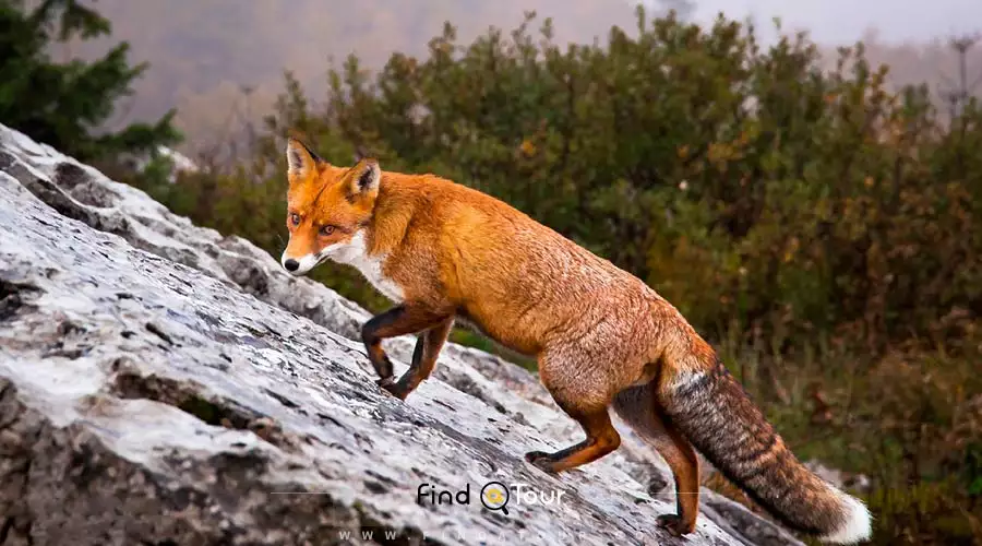 پارک ملی ریسنیاک کرواسی Risnjak National Park