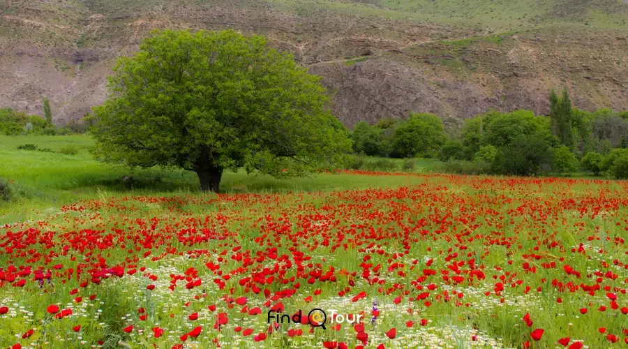 دست پر از کل لاله در گیلان