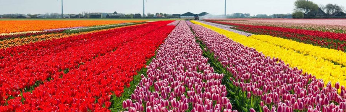 زیباترین گل های هلند