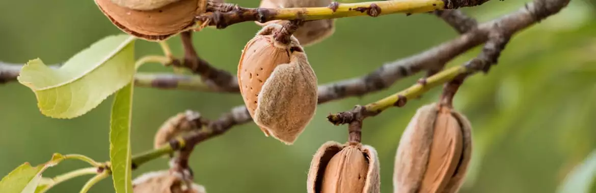 خرید نهال بادام تجاری مقاوم به سرما و کم آبی از نهالستان معتبر