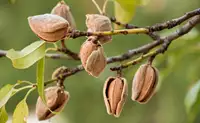 خرید نهال بادام تجاری مقاوم به سرما و کم آبی از نهالستان معتبر