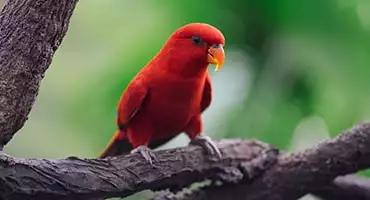 باغ وحش سنگاپور