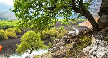دشت شیرین بهار در خوزستان
