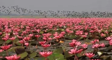 دریاچه نیلوفر صورتی تایلند