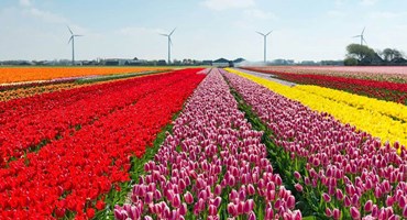 زیباترین گل های هلند