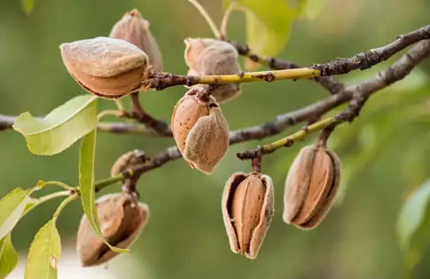 خرید نهال بادام تجاری مقاوم به سرما و کم آبی از نهالستان معتبر