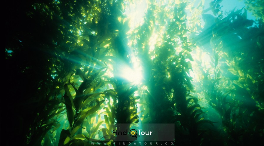  لوکیشن فیلم معلم من اختاپوس نمای داخلی جنگل های داخل آب در فالس بی