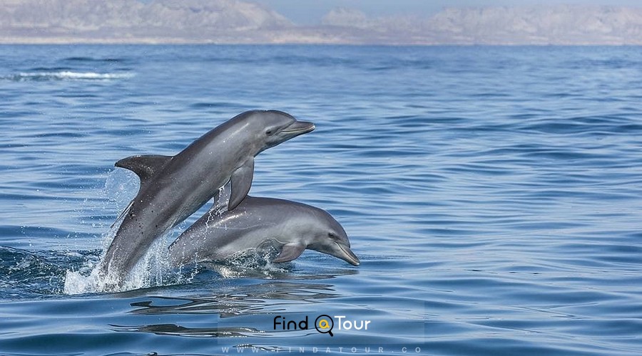 دلفین های زیبای قشم