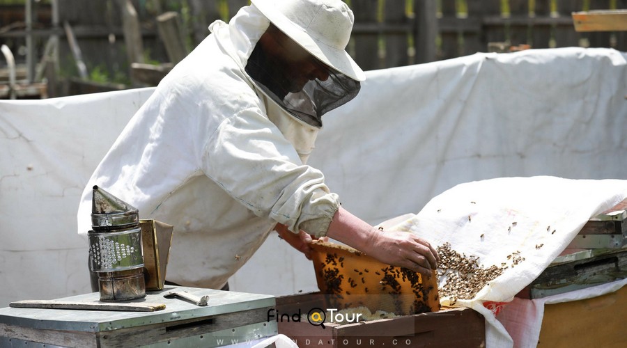 تولید عسل توسط زنبورداران درمنطقه ییلاقی آنزر در ریزه ترکیه 