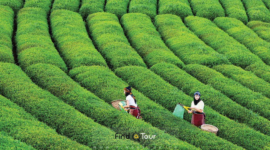  مزارع چای و چای کاری شغل اصلی مردم ریزه در ترکیه
