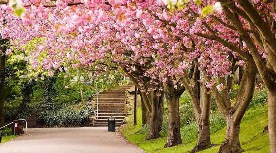 جاهای دیدنی شیراز در بهار