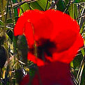 ماه خرداد