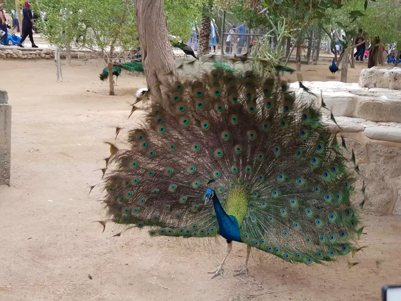 باغ پرندگان