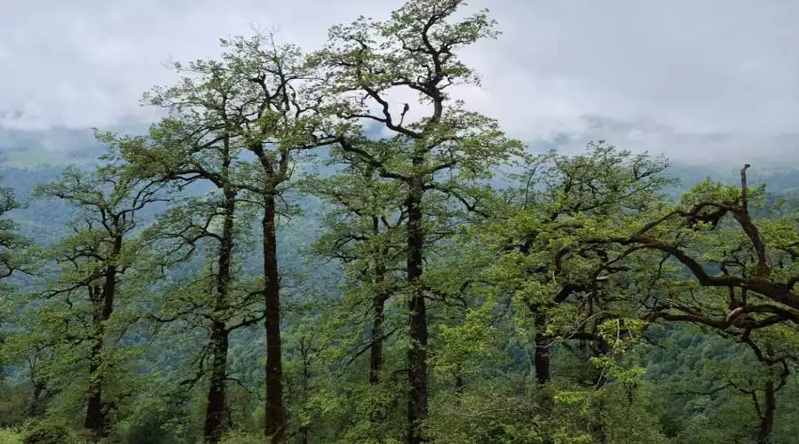 جنگل های شمال ایران